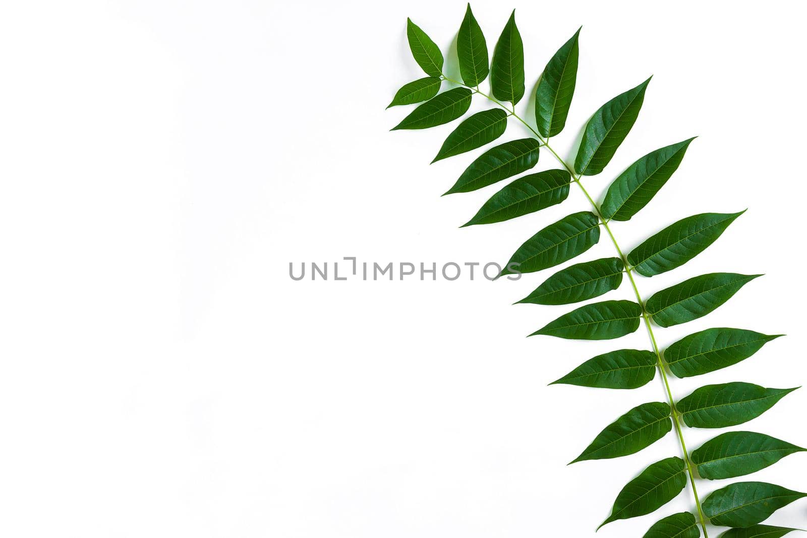 Green leaf branches on white background. flat lay, top view. Copy space. Still life