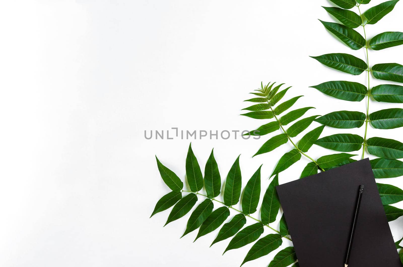 Natural composition with sketchbook and pencils on white table, decorated with green branches. Flat lay, top view, view from above by nazarovsergey