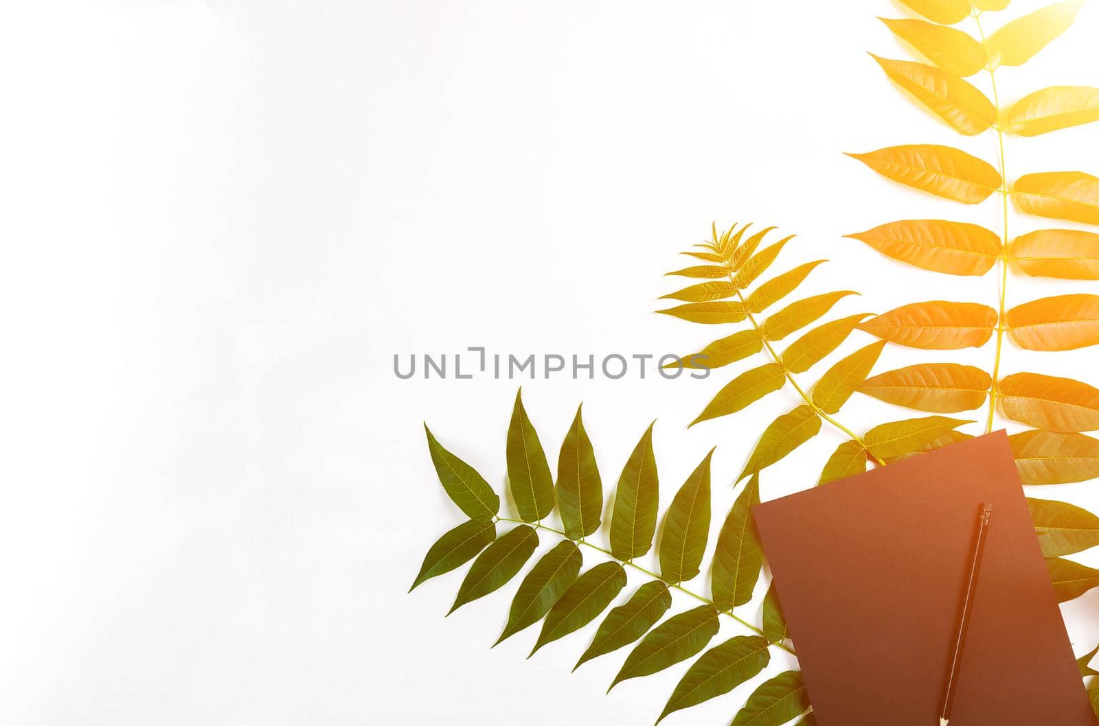 Natural composition with sketchbook and pencils on white table, decorated with green branches. Flat lay, top view, view from above. Sun flare by nazarovsergey