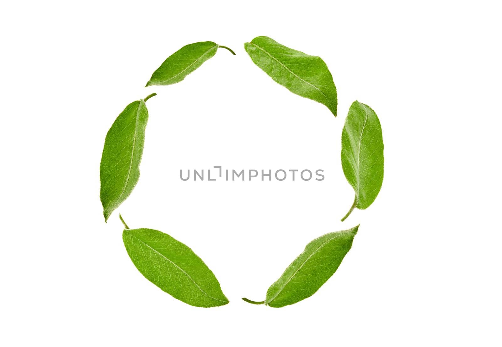 Green leaves of plum tree or tea laid out in a circle, isolated on white background. Botanical pattern, collage. Close up, copy space