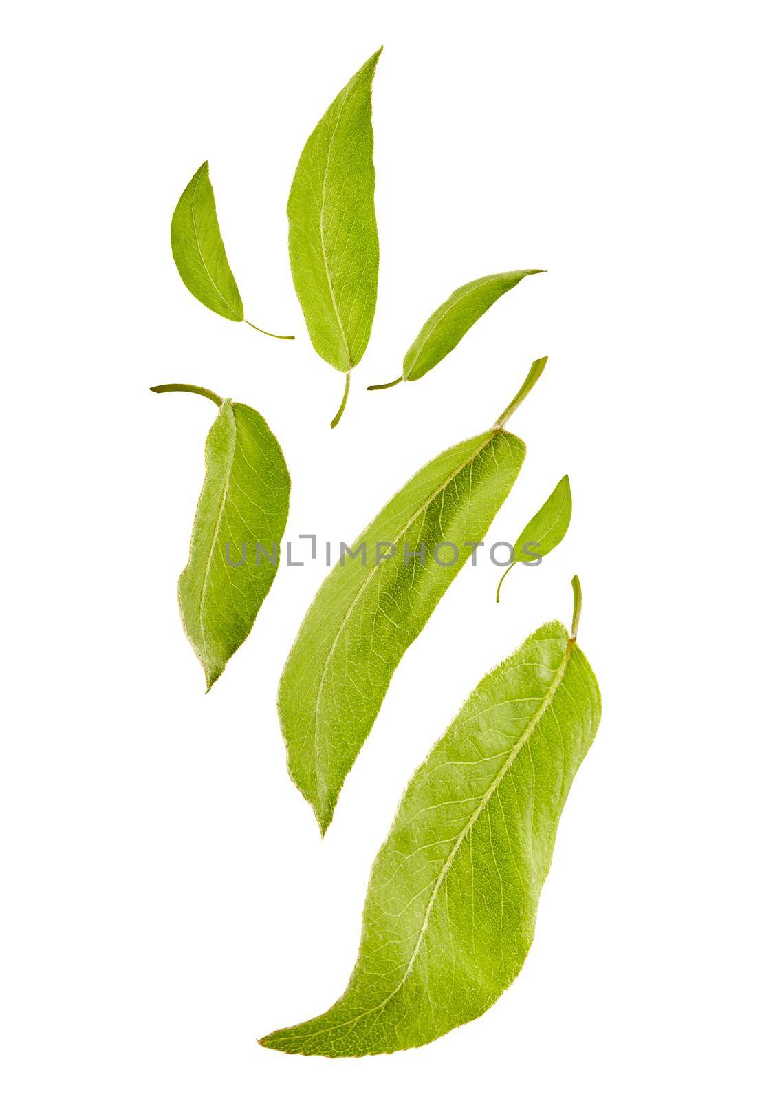 Flying light green leaves of plum tree or tea, isolated on white background. Foliage levitation concept. Botanical pattern, collage. Close up, copy space