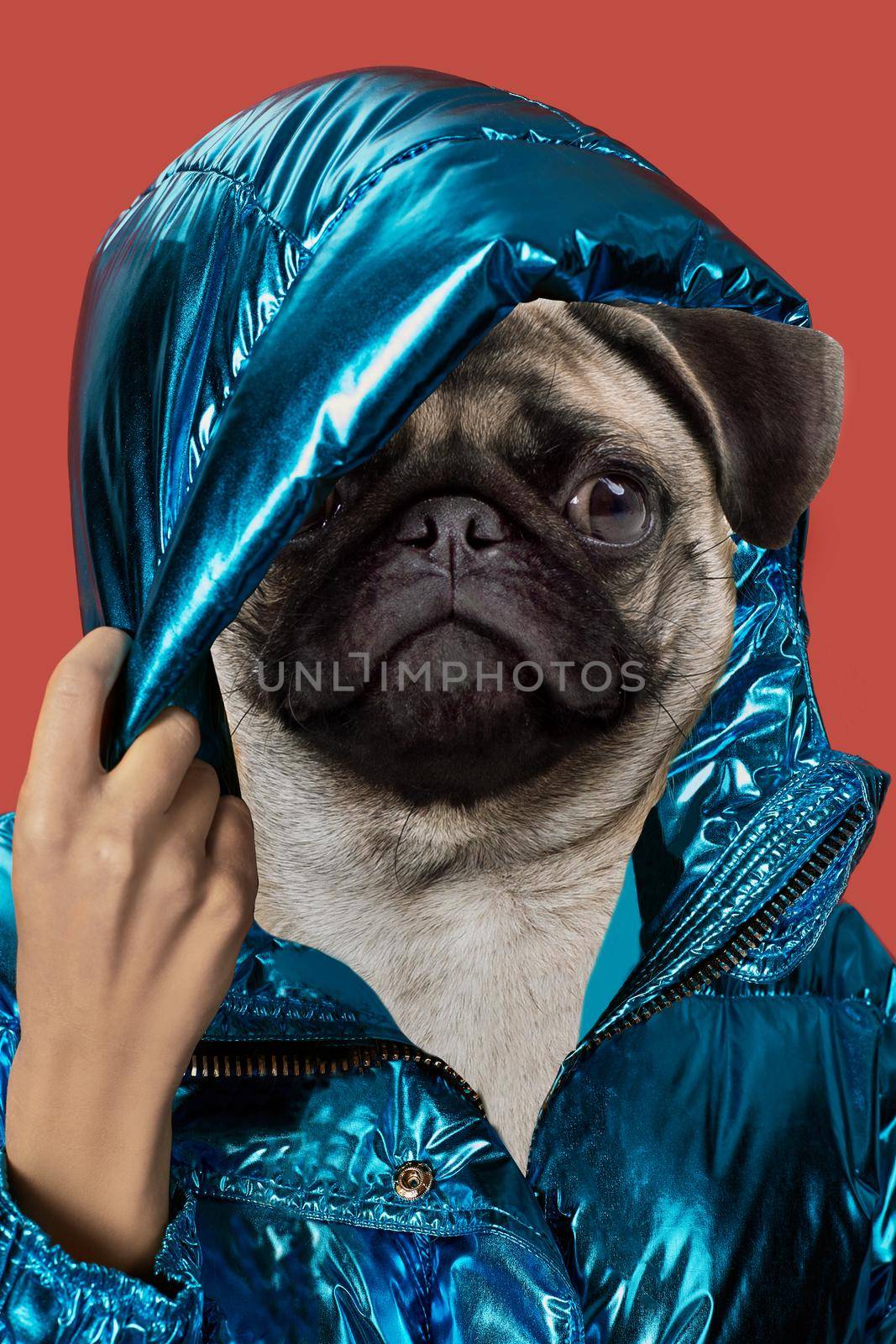 Contemporary art collage portrait positive dog headed woman. Modern style pop art zine culture concept. Funny border pug head on beige background.