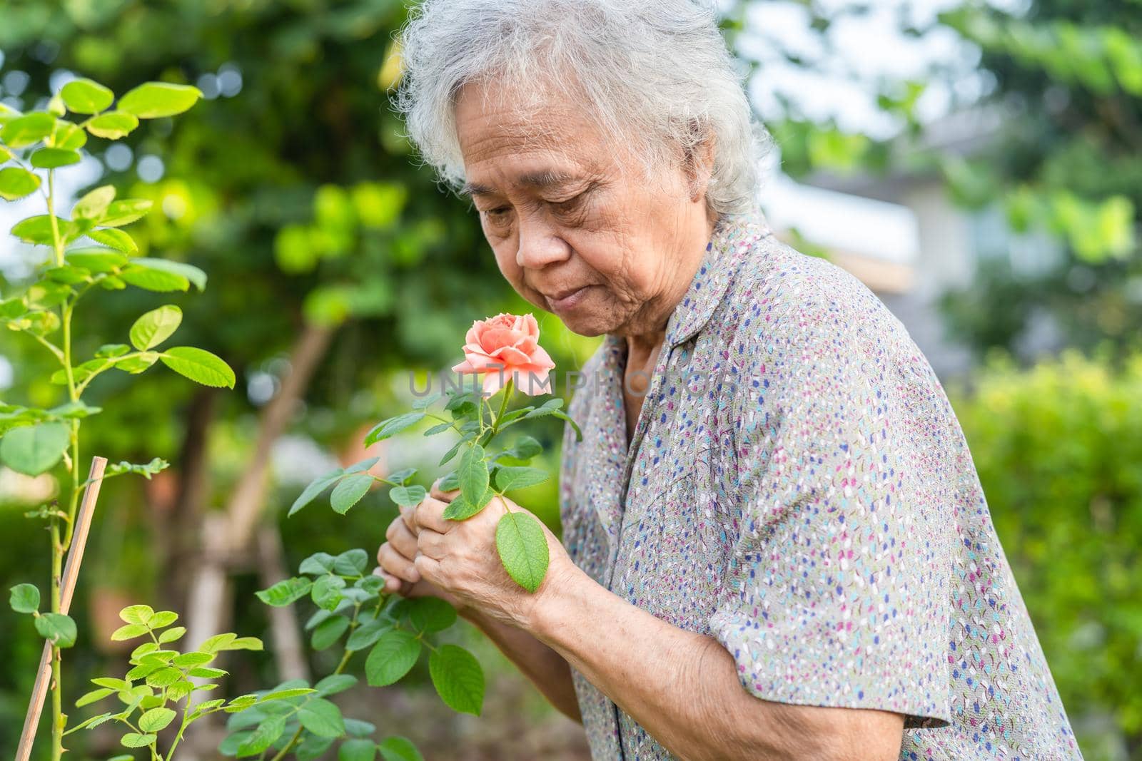 Asian senior or elderly old lady woman with pinkish orange rose flower in the sunny garden. by pamai