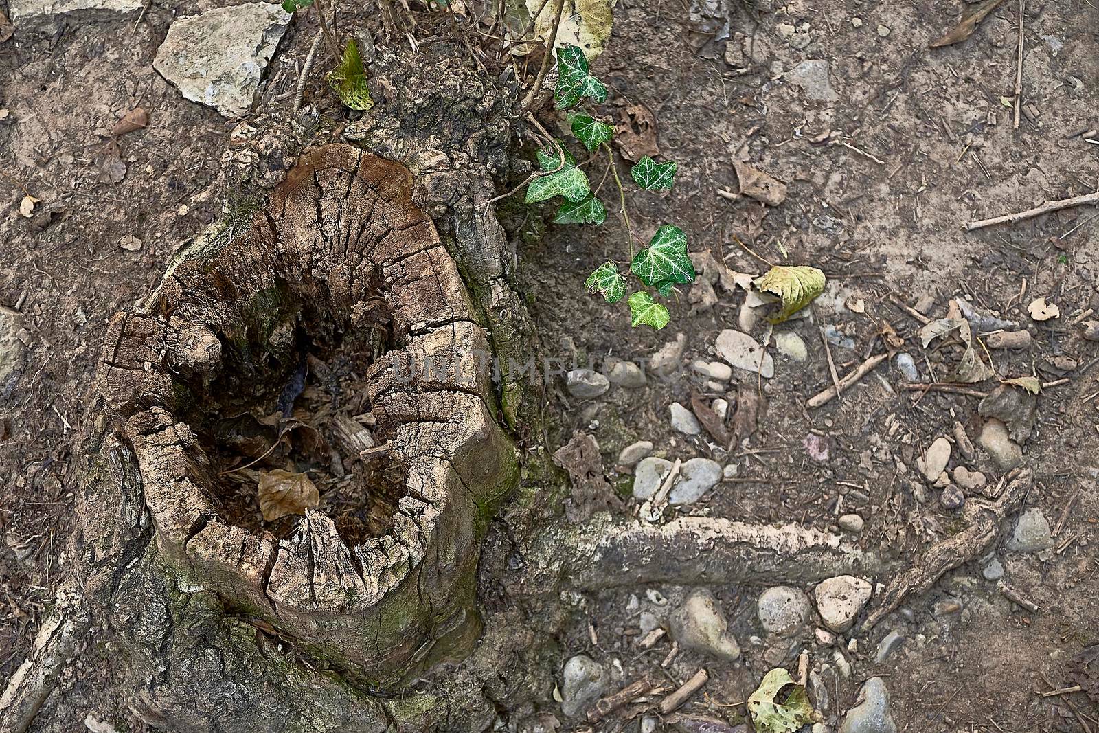 Cut tree trunk with hole in the middle. Plants around, empty space, leaves of
