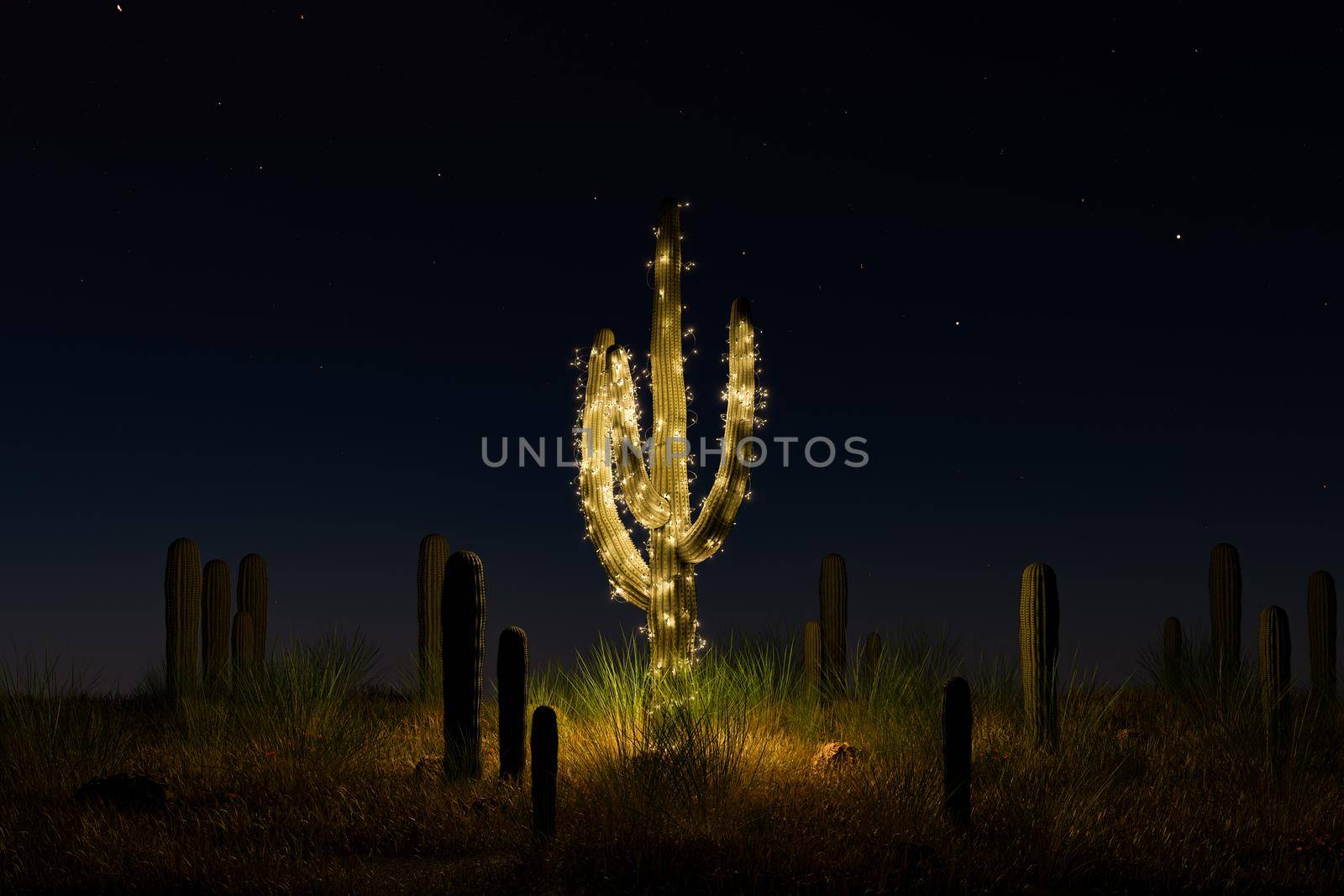 cactus decorated with Christmas lights by asolano