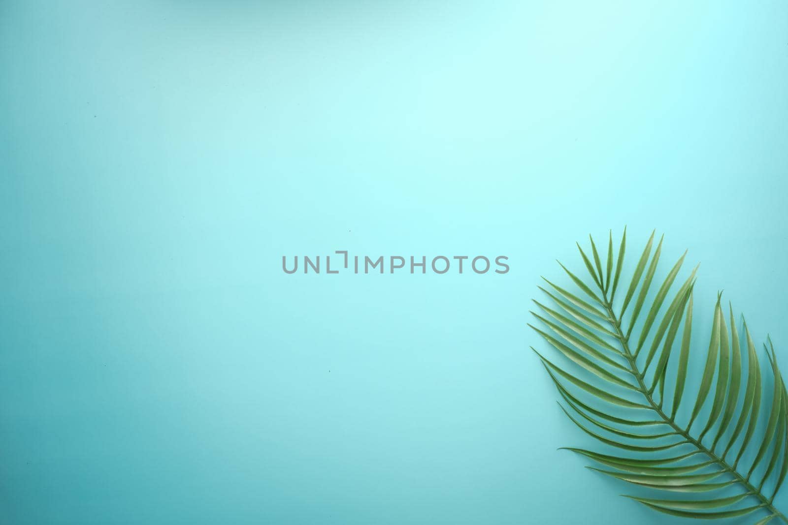 Tropical background i with palm leaf and green color,