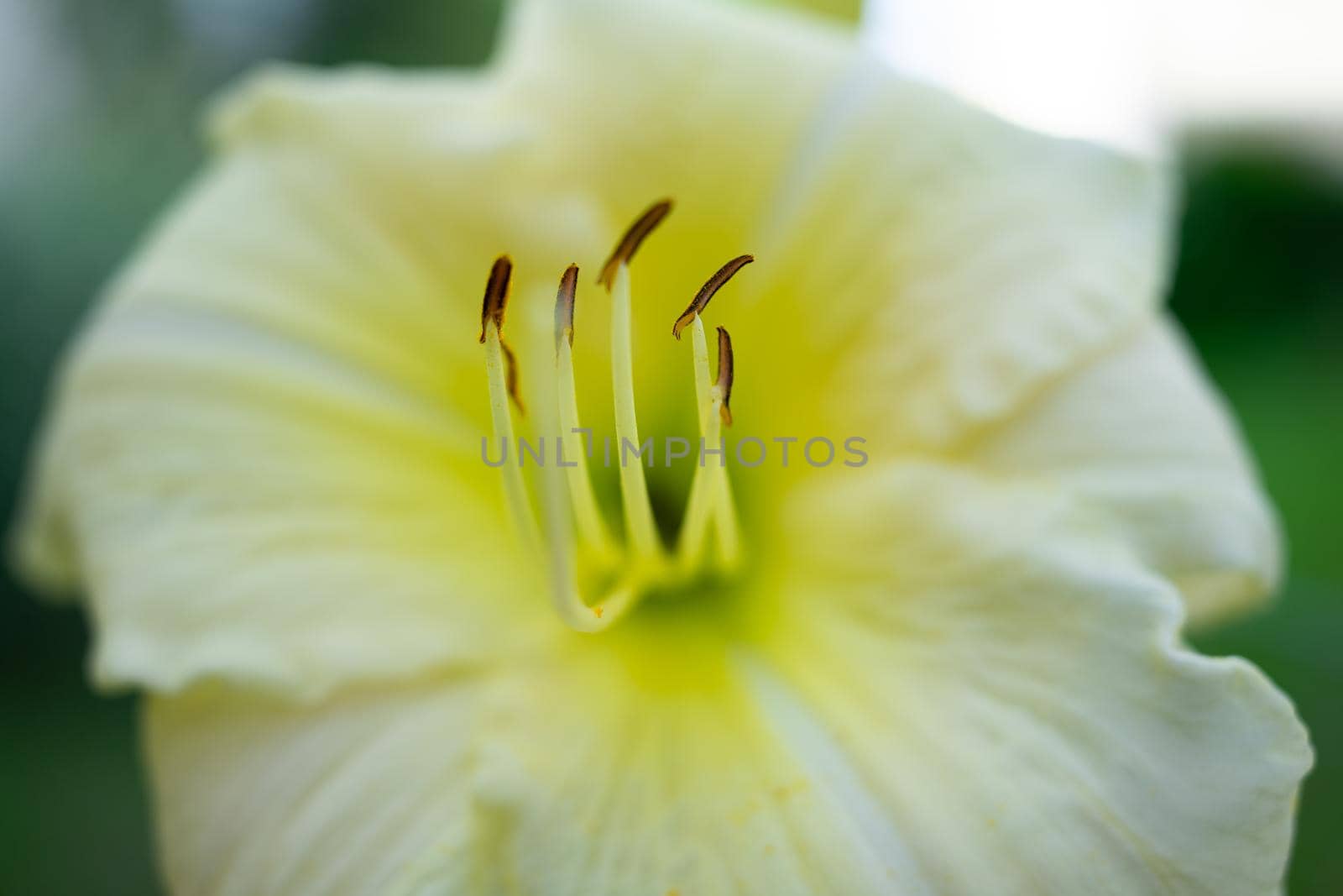 Yellow and white flower close up. Macro. Soft focus by Serhii_Voroshchuk