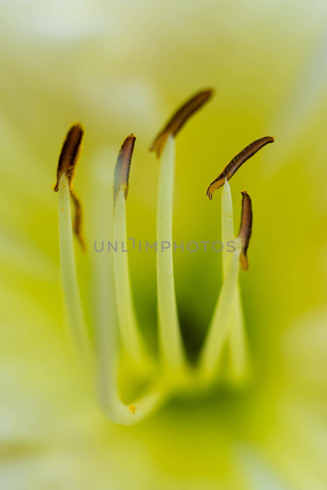 Yellow and white flower close up. Macro. Soft focus.