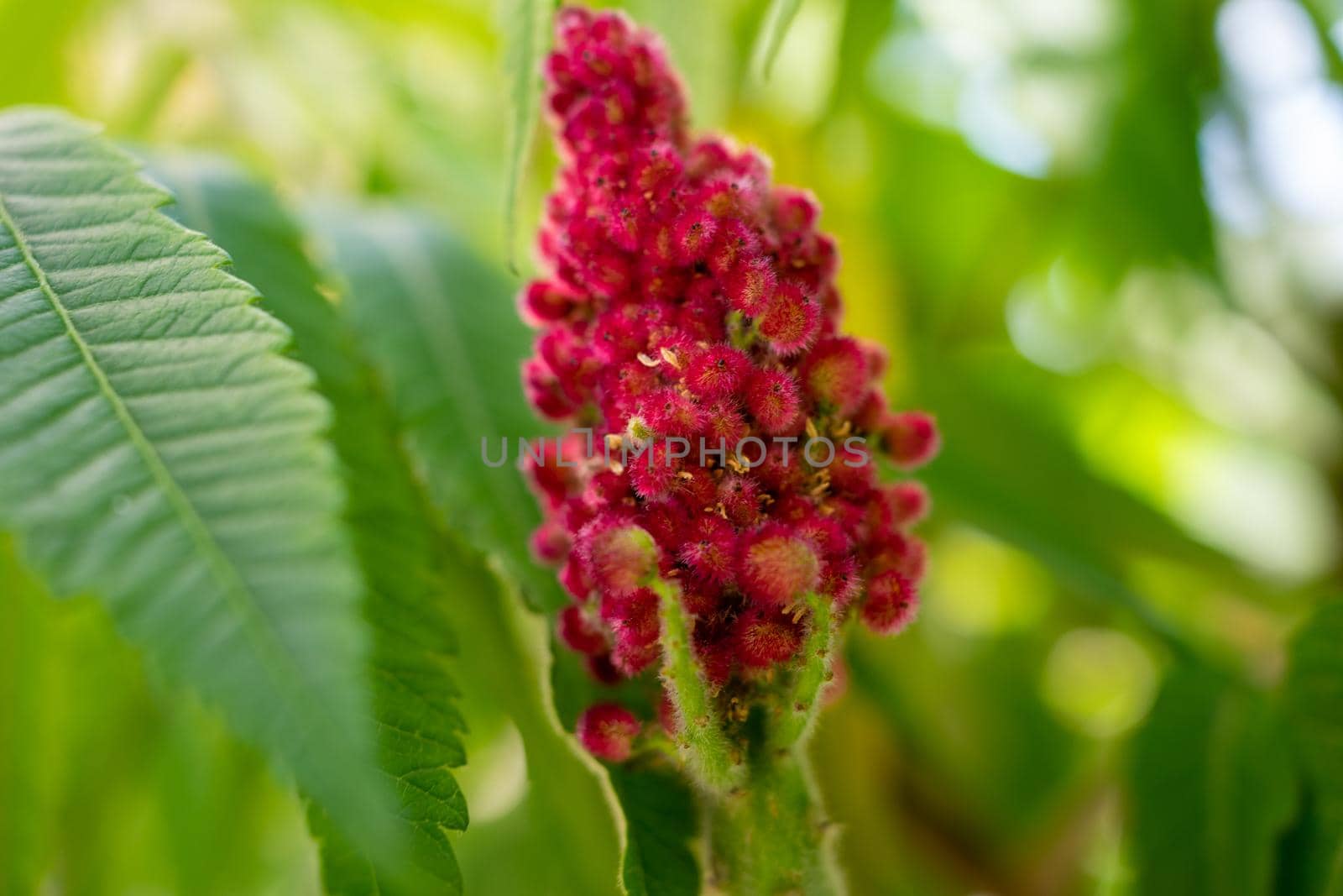 Red inflorescences close up on a background of green blurred leaves by Serhii_Voroshchuk