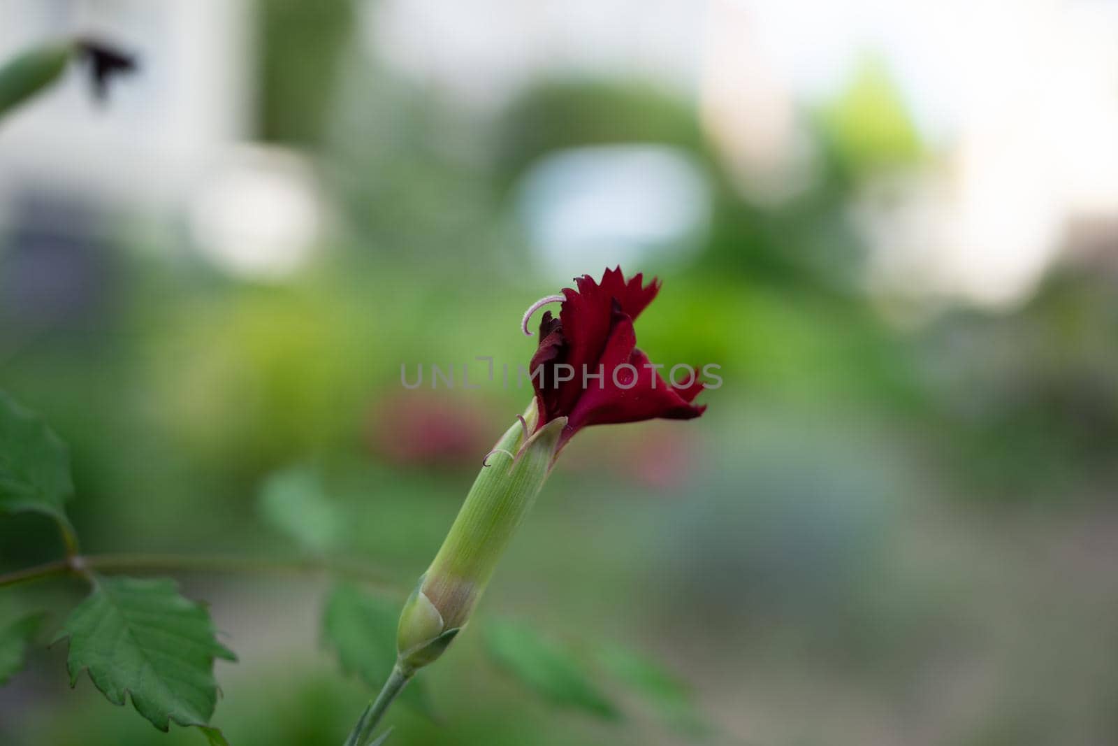 Unblown red flower bud on a beautiful blurred background. Soft focus.