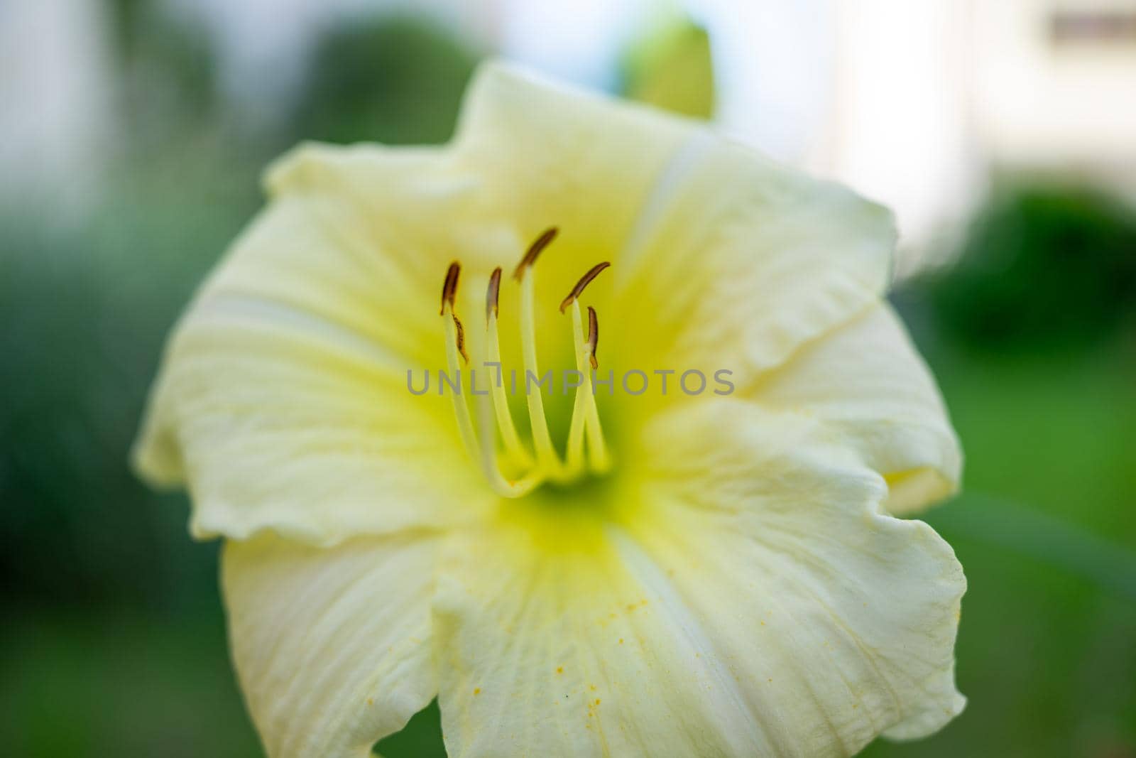 Yellow and white flower close up. Macro. Soft focus.
