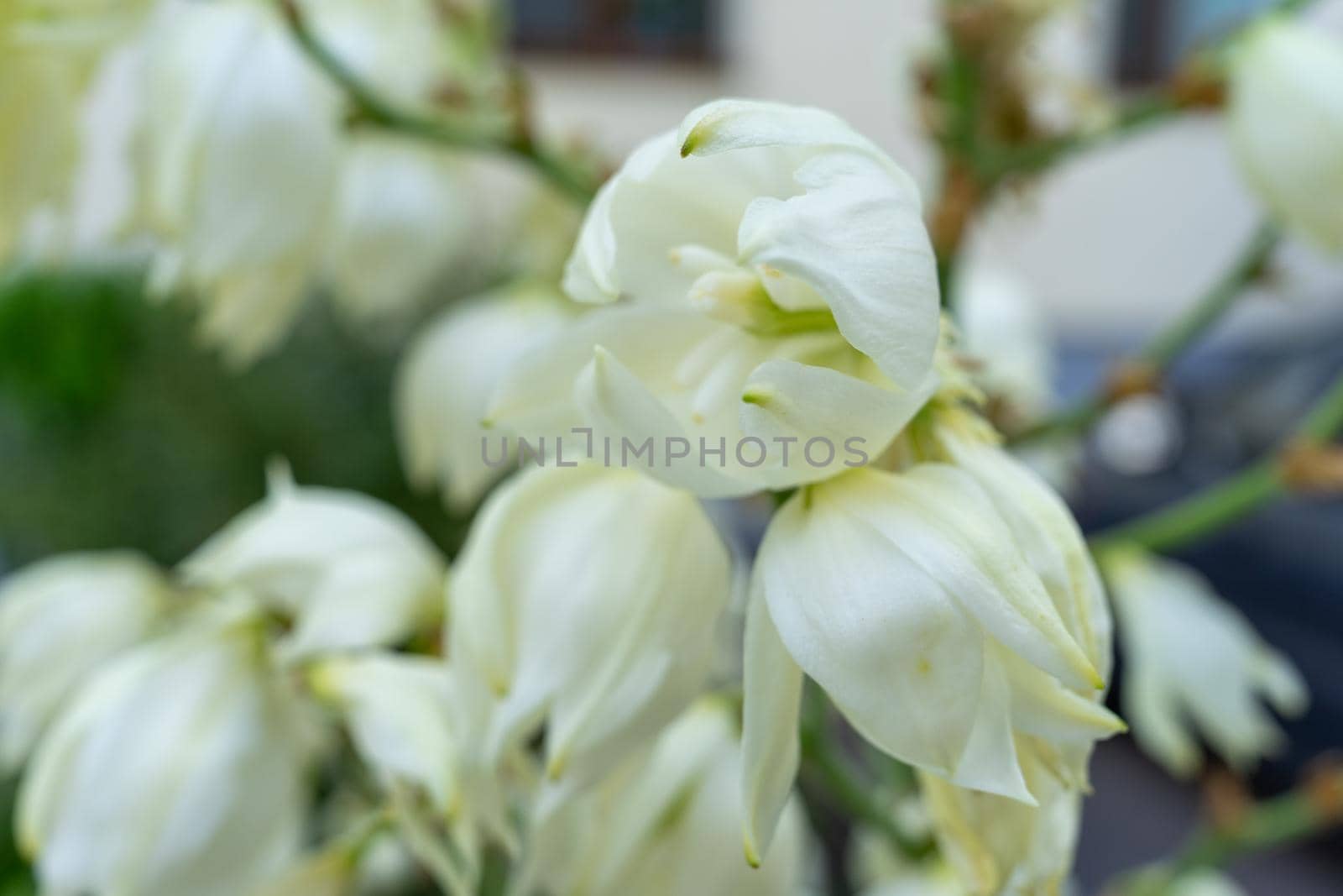 Buds of white flowers close up. Soft focus.