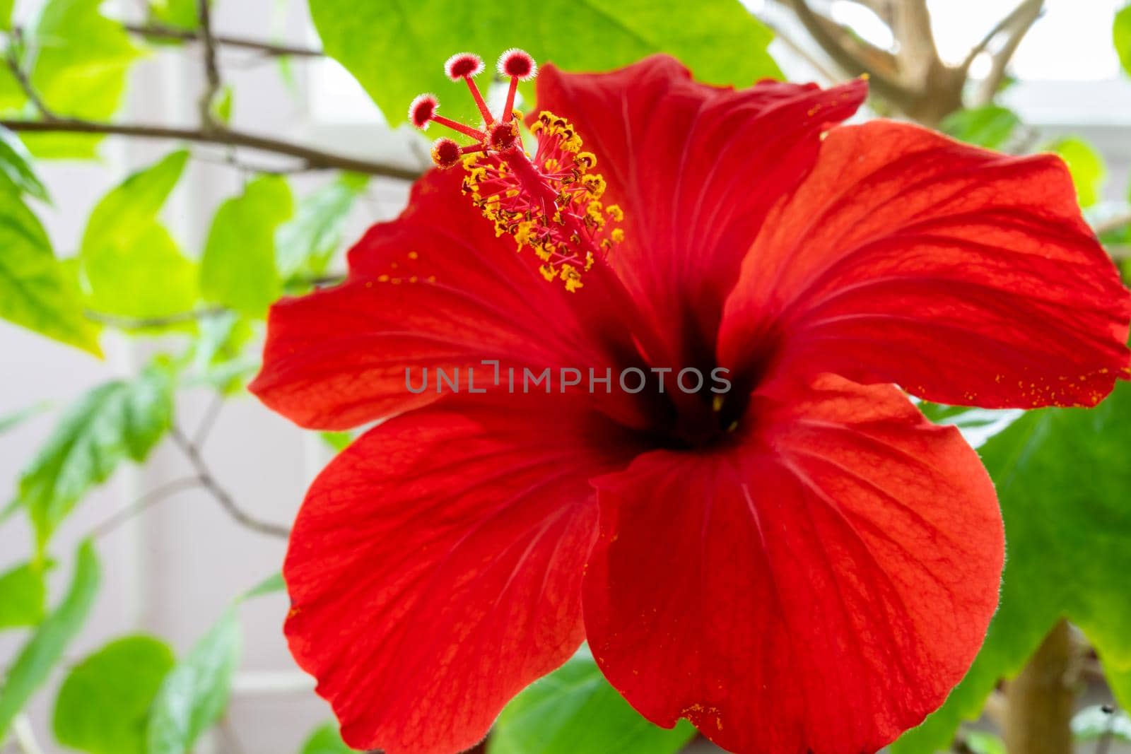 Red flower close up photographed from the bottom angle. Macro photography by Serhii_Voroshchuk