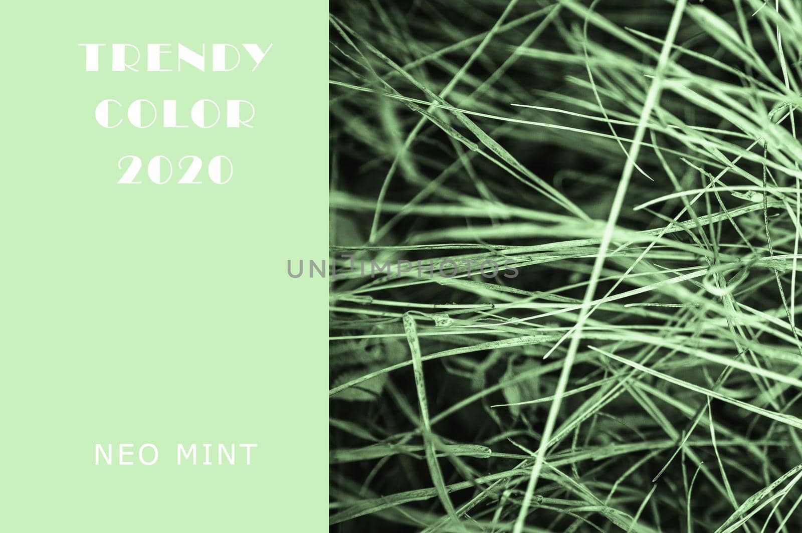 Neo Mint grassy lawn. Juicy tones in a new mint color. Abstract light green background with vibrant colors. Copy space layout for design.