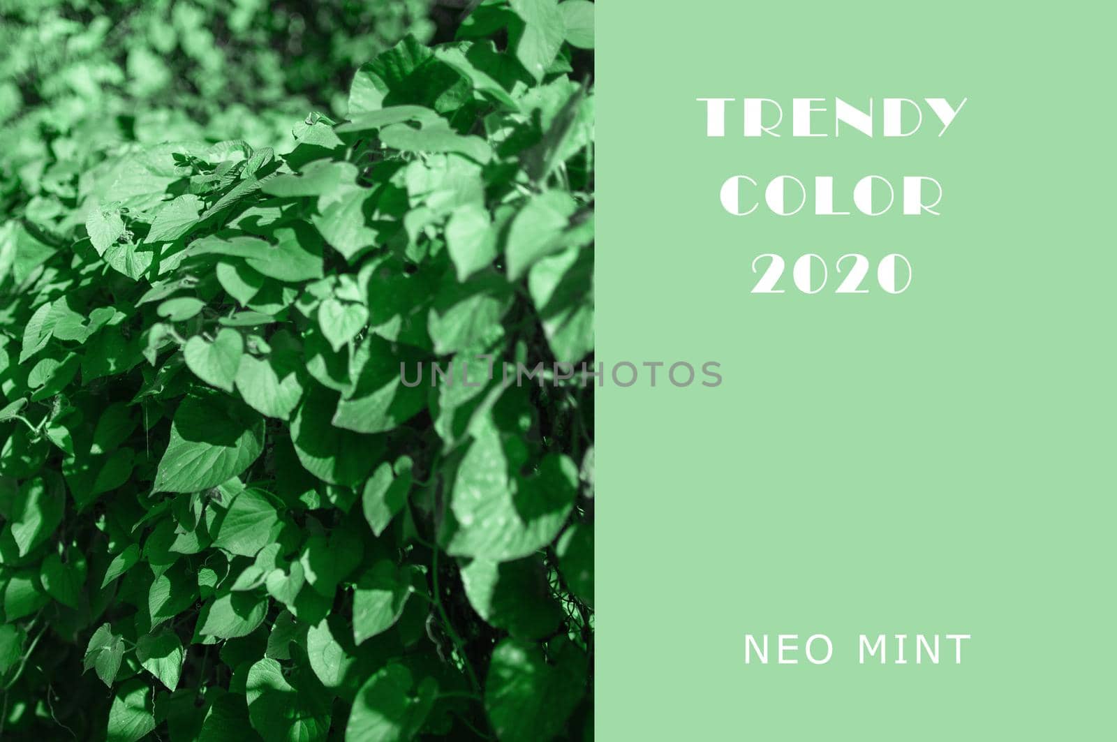 Ivy plant in Neo Mint color. Juicy tones in a new mint color. Abstract light green background with vibrant colors. Copy space layout for design