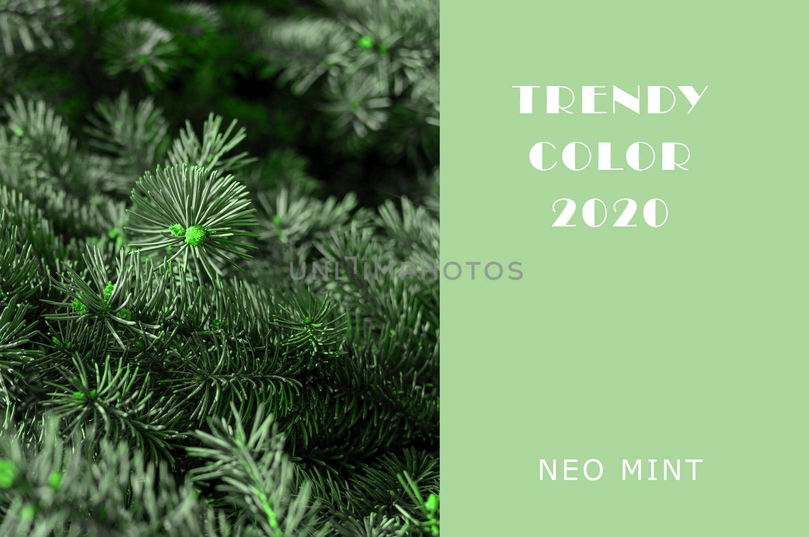 Christmas tree branches in Neo Mint color. Juicy tones in a new mint color. Abstract light green background with vibrant colors. Copy space layout for design by Alla_Morozova93