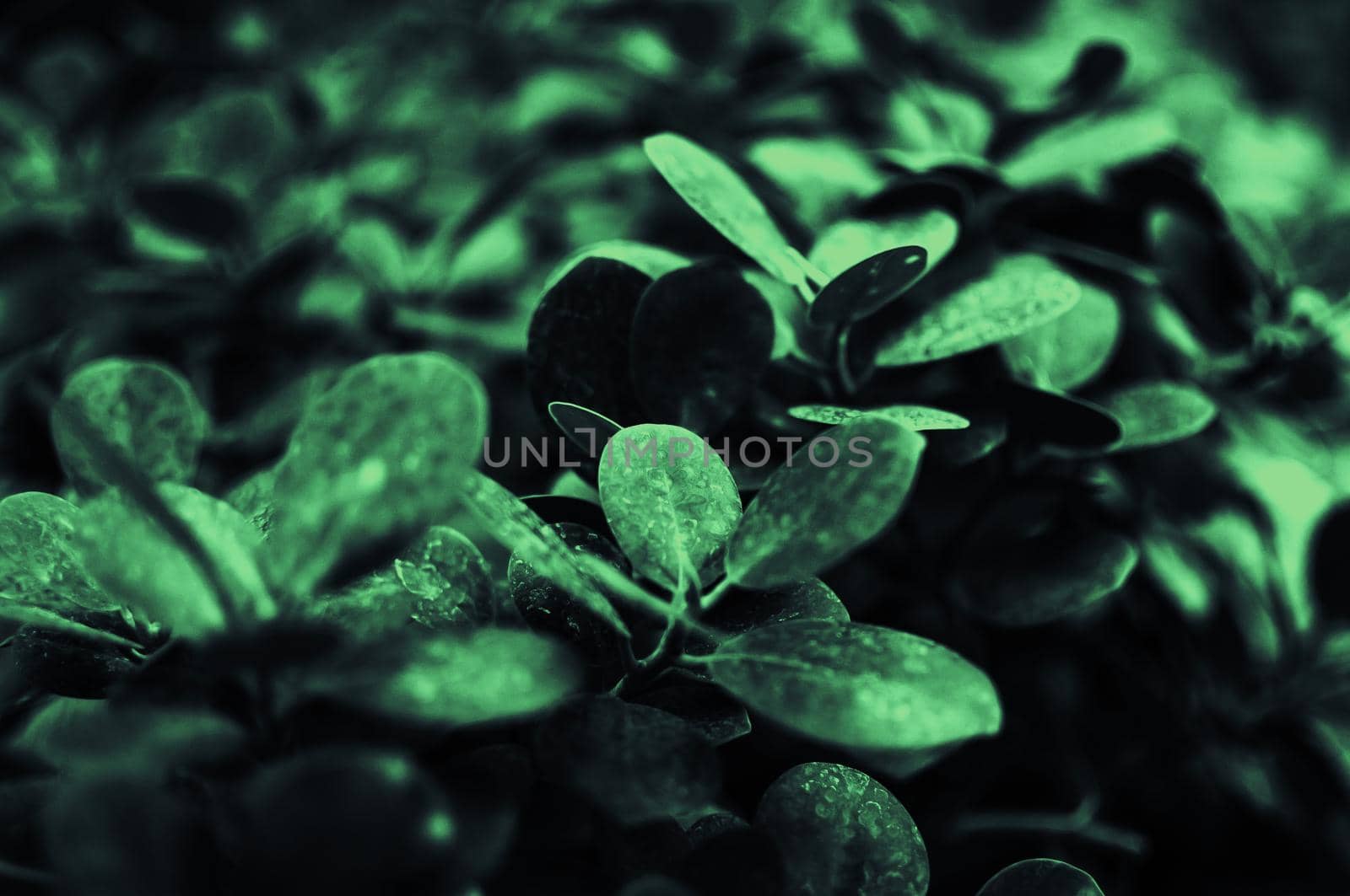 Plant in color Neo Mint. Juicy tones in a new mint color. Abstract light green background with vibrant colors. Copy space. mockup for design