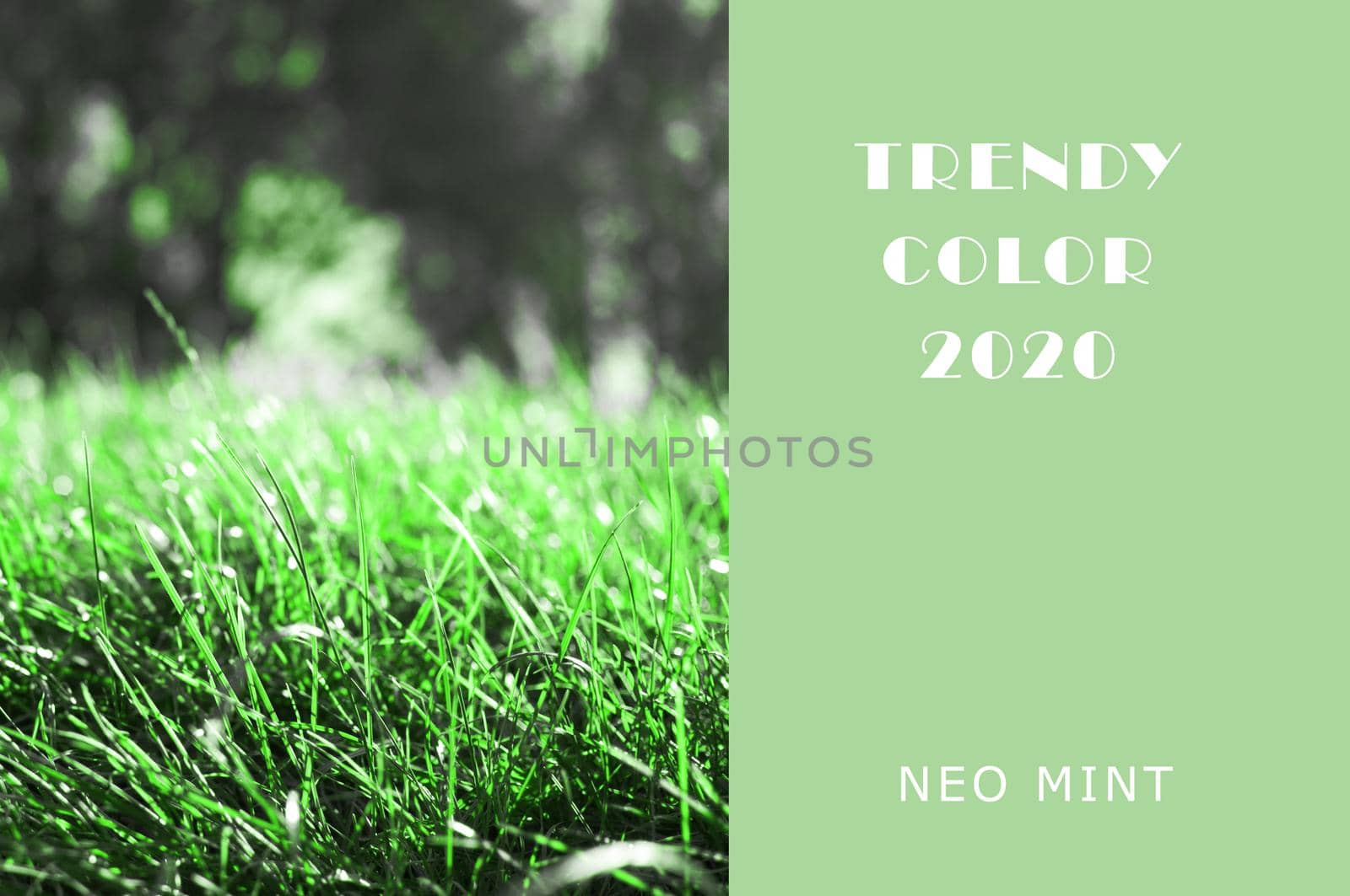Neo Mint grassy lawn. Juicy tones in a new mint color. Abstract light green background with vibrant colors. Copy space layout for design. by Alla_Morozova93