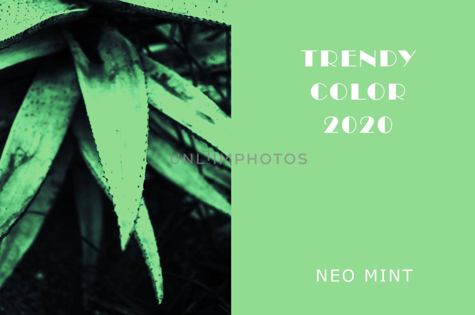 Plant in color Neo Mint. Juicy tones in a new mint color. Echeveria Juicy green plants. Abstract light green background with vibrant colors. Copy space. mockup for design by Alla_Morozova93