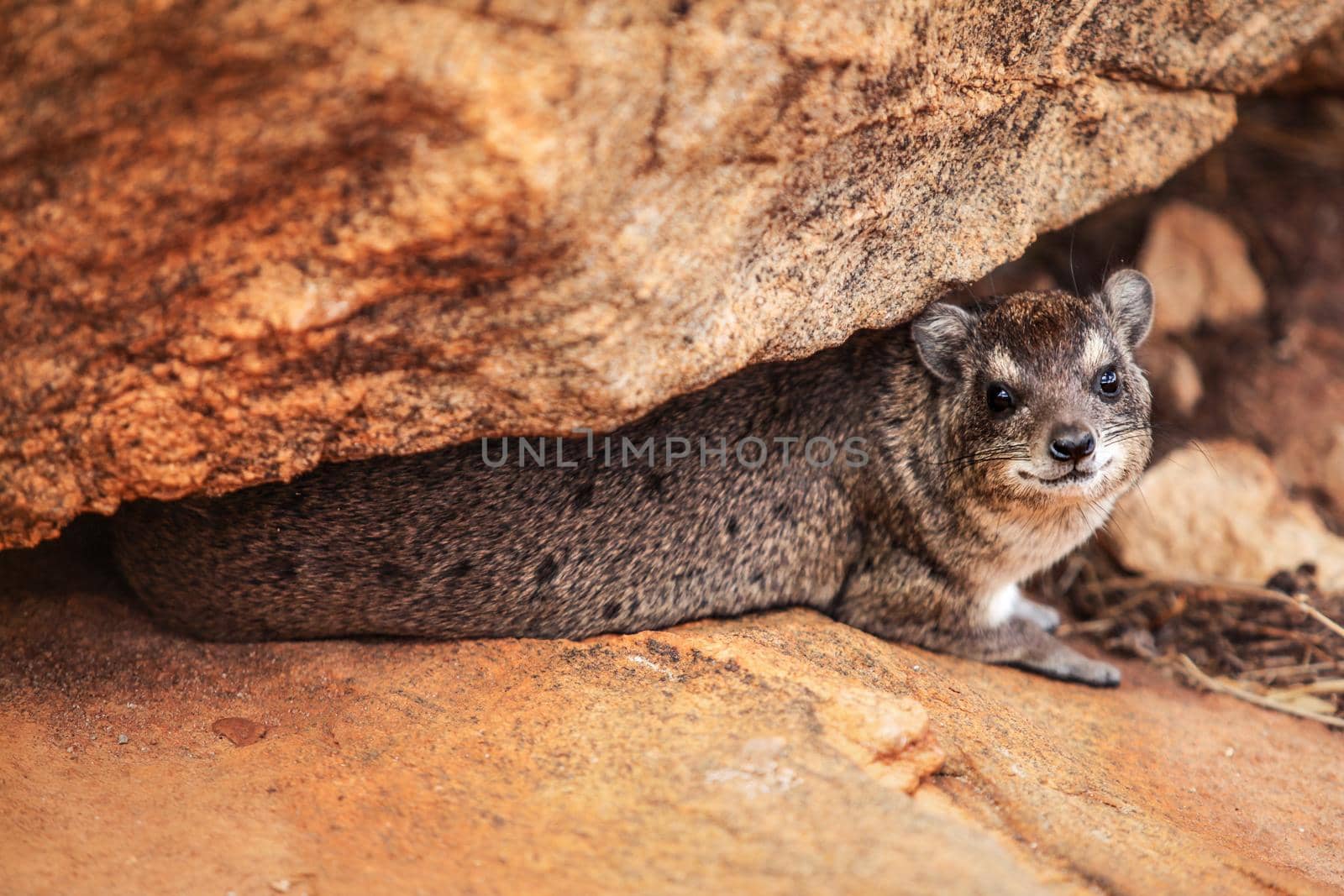 Rock hyrax (Procavia capensis) hiding between large stones. Amboseli national park, Kenya.