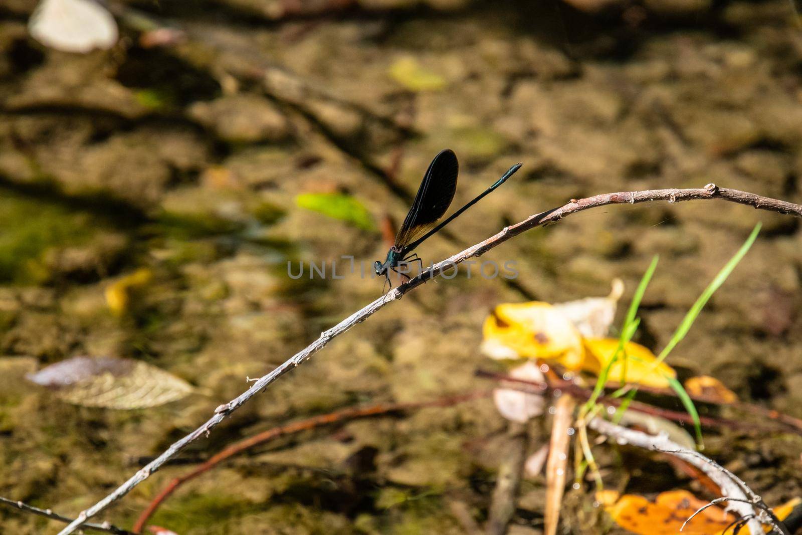 Dragonfly standing on a leaf, Nebrodi Park, Sicily