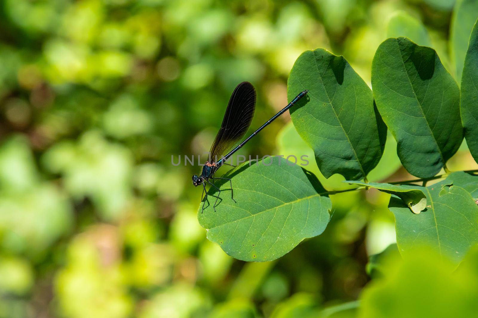 Dragonfly standing on a leaf, Nebrodi Park, Sicily
