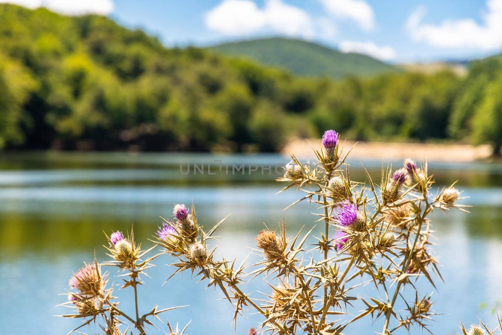 Maulazzo Lake on a sunny summer day, Nebrodi Park, Sicily, Italy