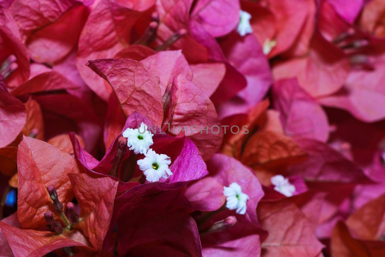 Vibrant pink primavera plant (Bougainvillea) flowers in bloom, South Africa