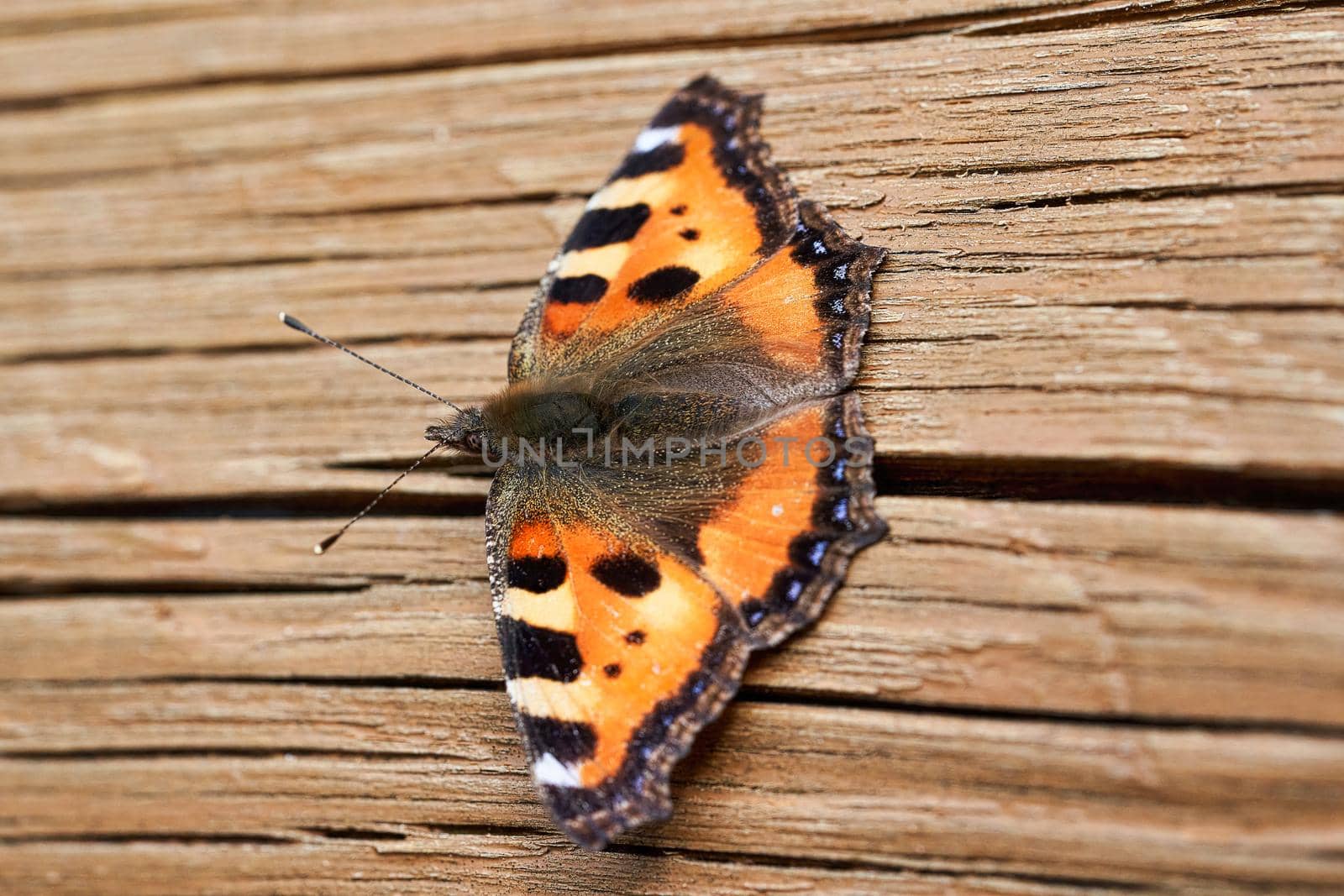 Orange butterfly with open wings on a wooden background by vizland