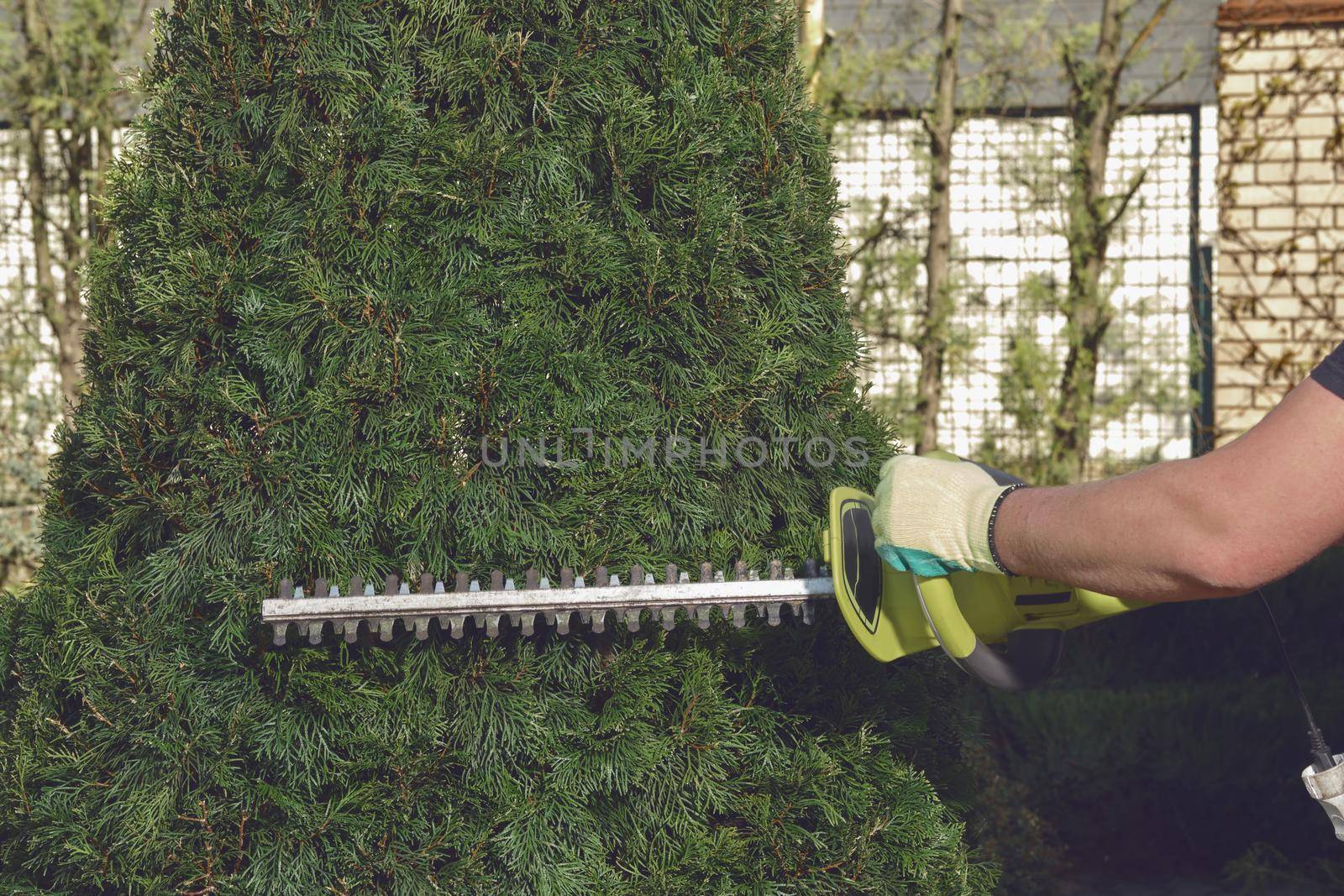 Hands of unknown gardener in gloves are trimming overgrown green thuja with hedge trimmer on sunny backyard. Worker landscaping garden. Close up by nazarovsergey