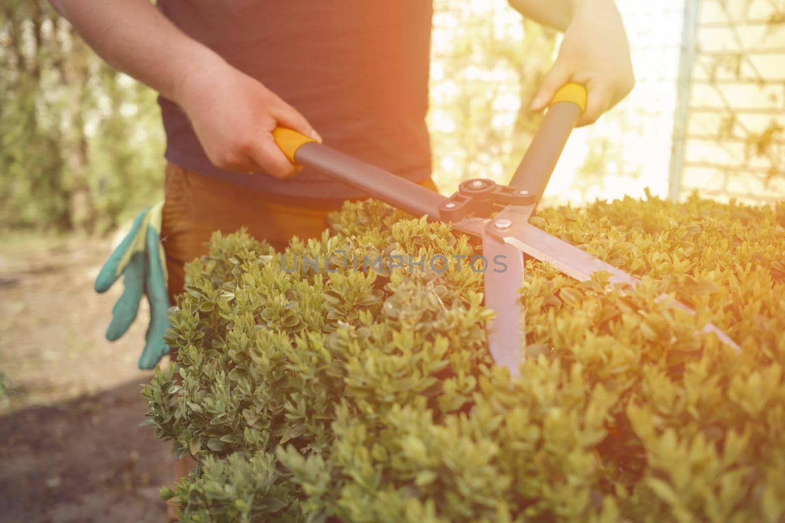 Man with bare hands is trimming a green shrub using hedge shears on his backyard. Gloves in pocket. Worker landscaping garden, clipping hedge in spring. Professional pruning tool. Sunny day. Close up