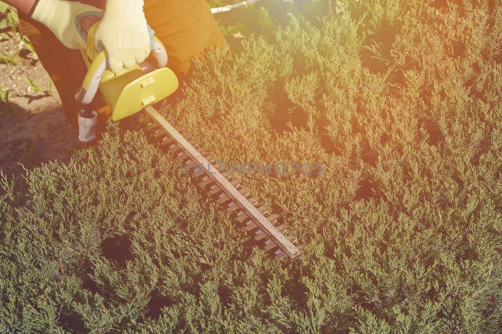 Hands of unknown gardener in colorful gloves are trimming the overgrown green shrub with electric hedge trimmer on sunny backyard. Unknown worker clipping hedge. Modern pruning tool. Close up