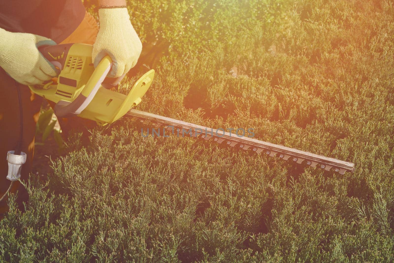 Hands of unknown worker in yellow gloves are trimming the overgrown green bush with electric hedge trimmer on sunny backyard. Close up by nazarovsergey