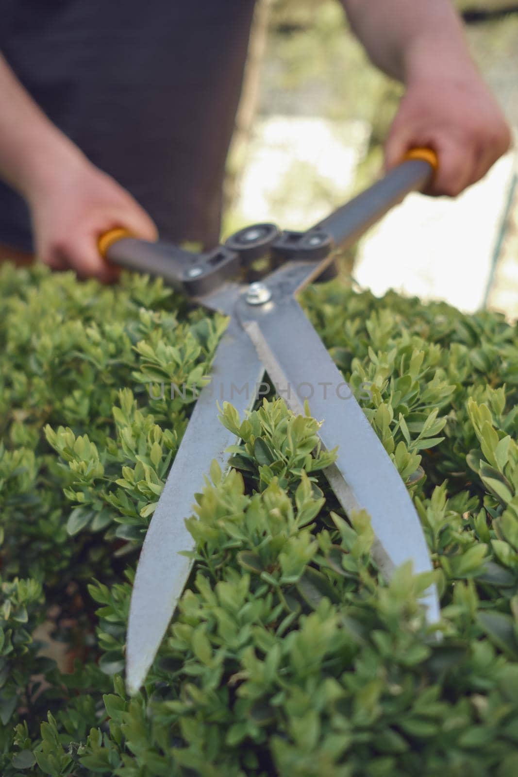 Bare hands of unknown gardener are trimming green bush using sharp hedge shears on his backyard. Worker clipping hedge in summer sunny day. Close up by nazarovsergey