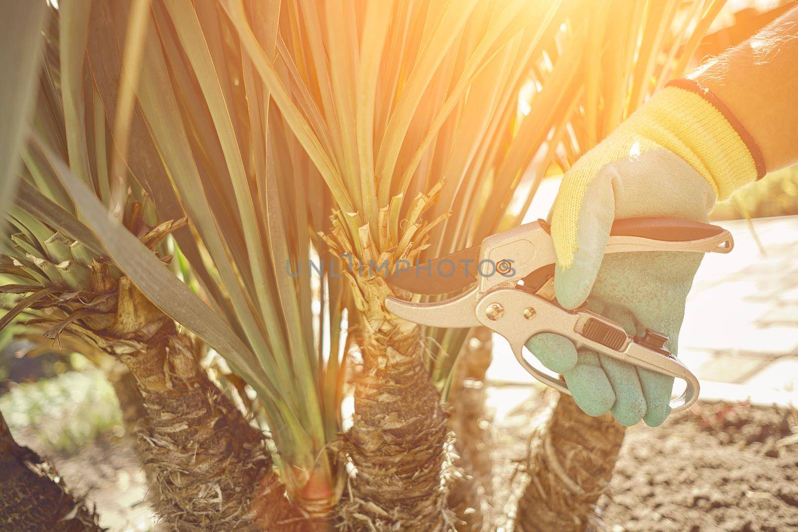 Hand of unrecognizable grower in colorful glove is clipping green yucca or small palm tree with pruning shears in sunny park. Worker landscaping garden. Professional pruning tool. Close up