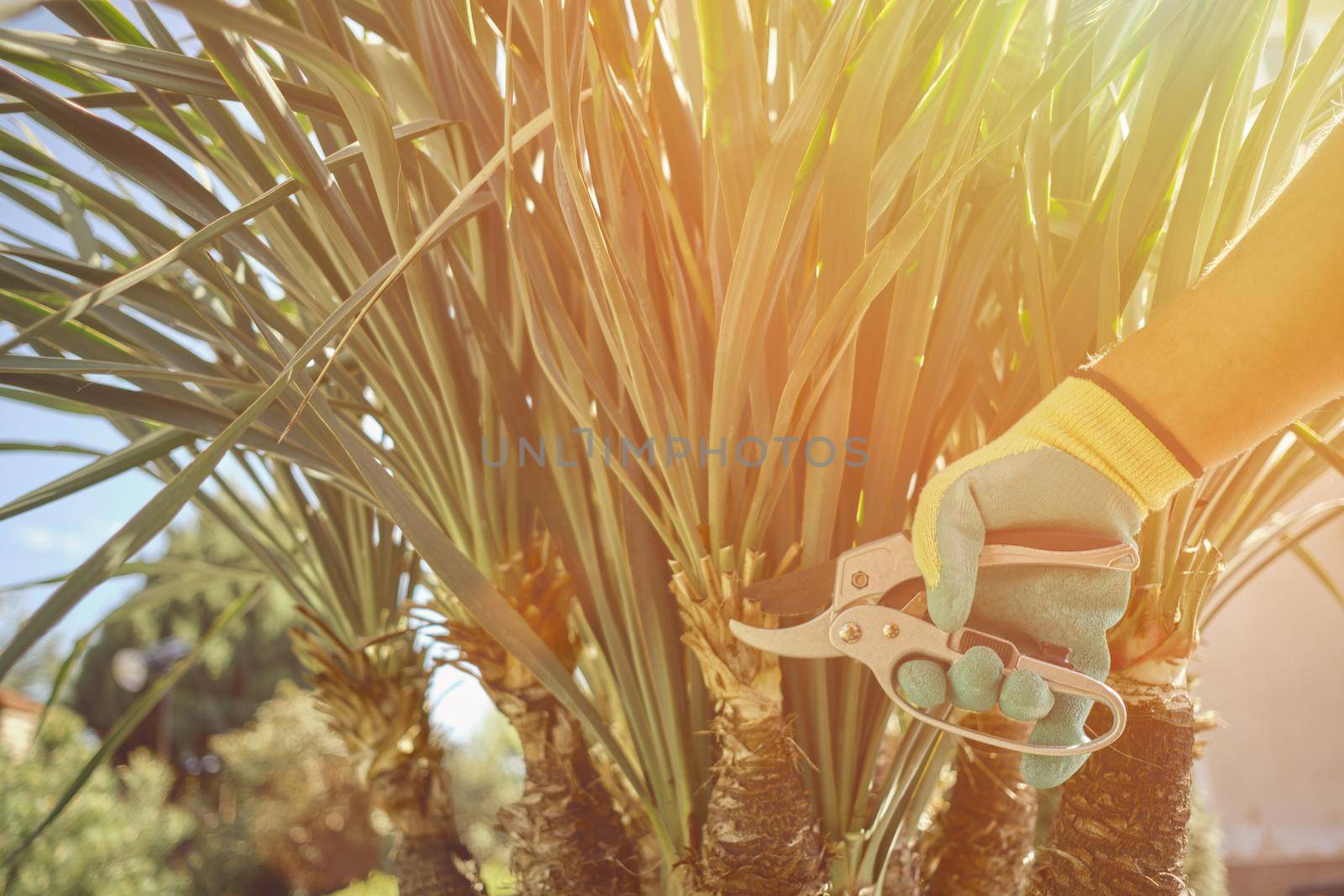 Hand of unknown worker in colorful glove is cutting green yucca or small palm tree with pruning shears on sunny backyard. Garden landscaping. Modern pruning tool. Close up