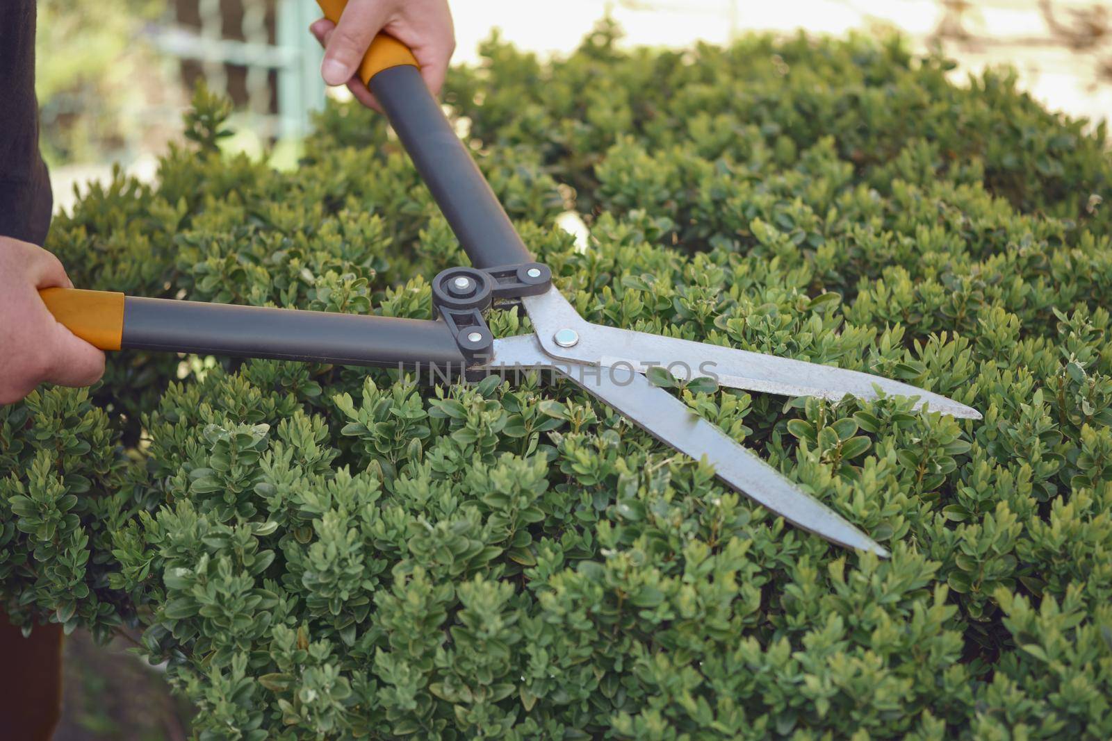 Bare hands of gardener are trimming the overgrown green shrub using hedge shears on his backyard. Worker landscaping garden, clipping hedge in spring. Professional pruning tool. Close up