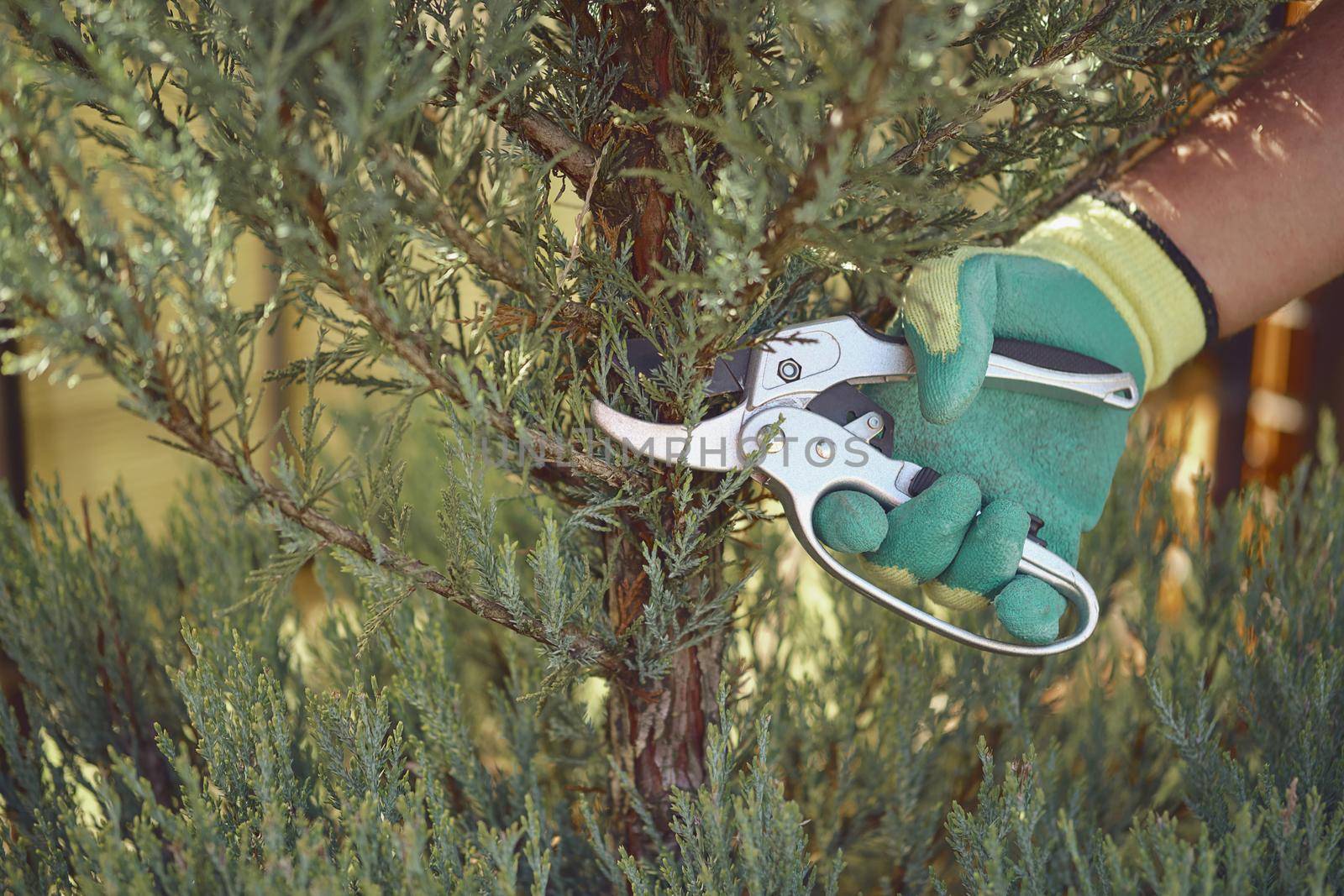 Hand of unknown gardener in colorful glove is trimming green thuja or juniper with sharp pruning shears on sunny backyard. Worker landscaping garden. Professional pruning tool. Close up