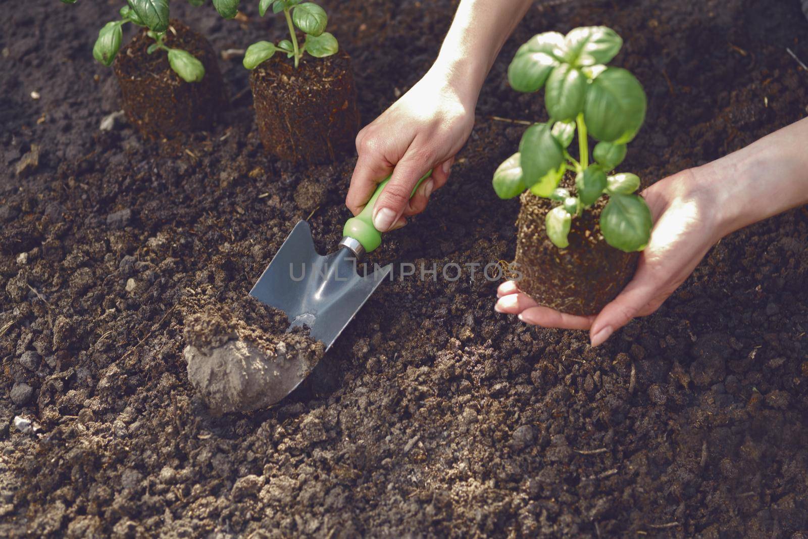 Hand of unrecognizable woman is using small garden shovel and holding young green basil sprout or plant in soil. Ready for planting. Organic eco seedling. Gardening concept. Sunlight, ground. Close-up