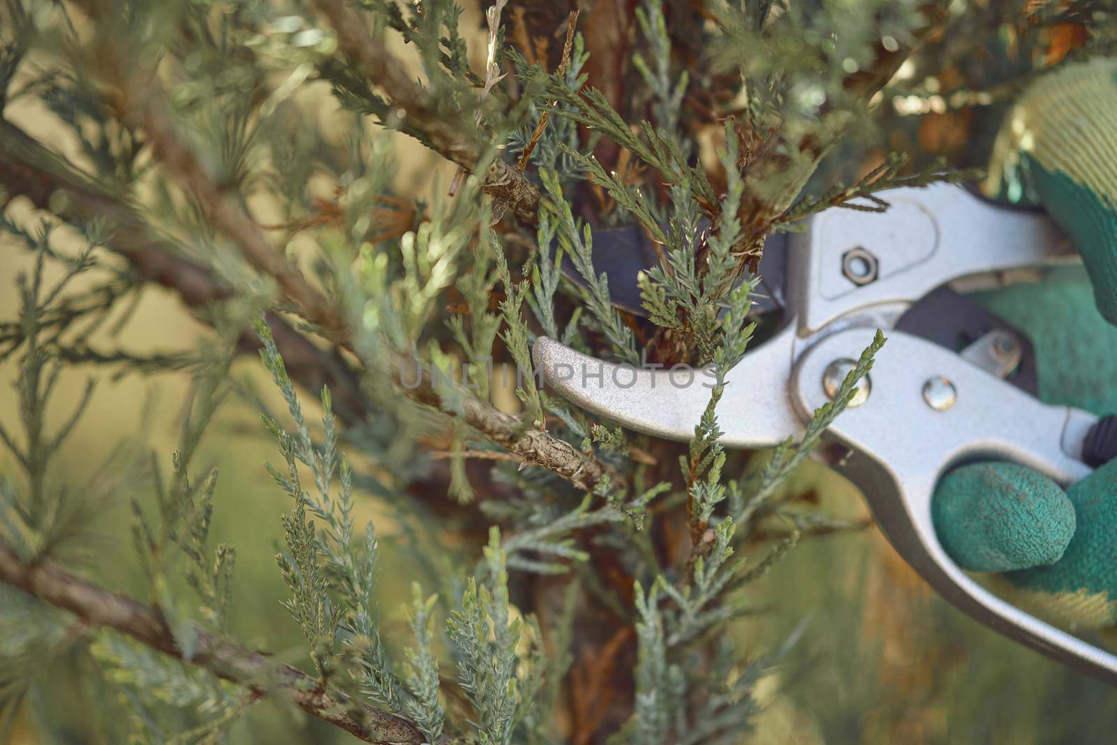 Hand of unknown worker in colorful glove is cutting green thuja or juniper tree with sharp pruning shears on sunny backyard. Garden landscaping. Modern pruning tool. Close up