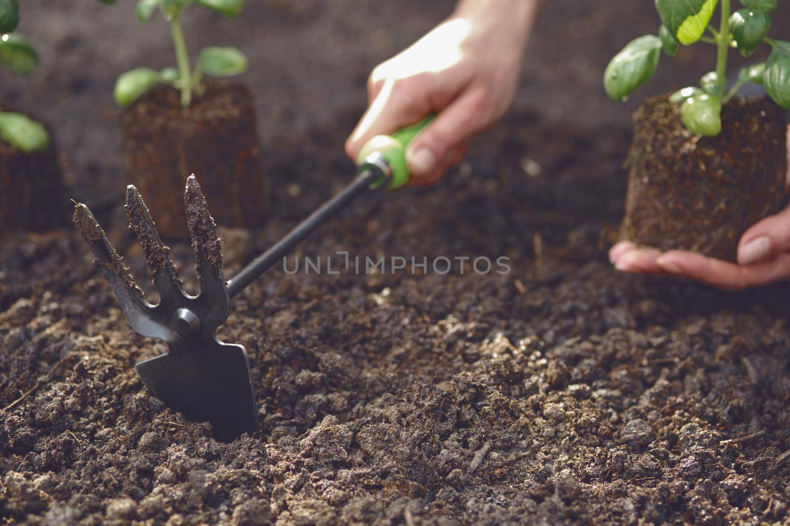 Hand of unknown lady is using hoe and holding young green basil sprout or plant in soil. Ready for planting. Organic eco seedling. Gardening concept. Sunlight, ground. Close-up