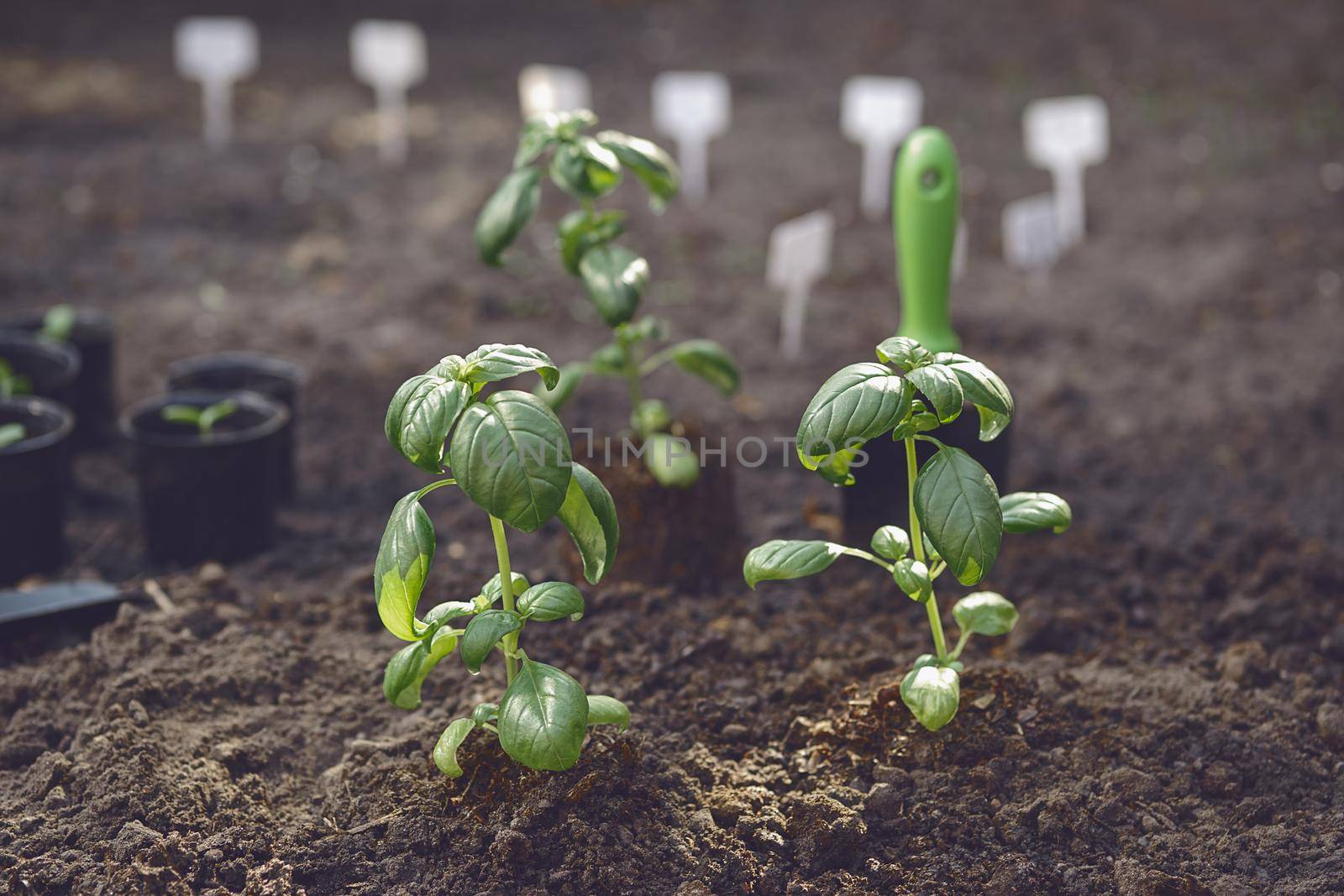 Just planted green basil sprouts in soil. Organic eco seedling. Gardening concept. Sunlight, ground, small garden shovel. Close up by nazarovsergey