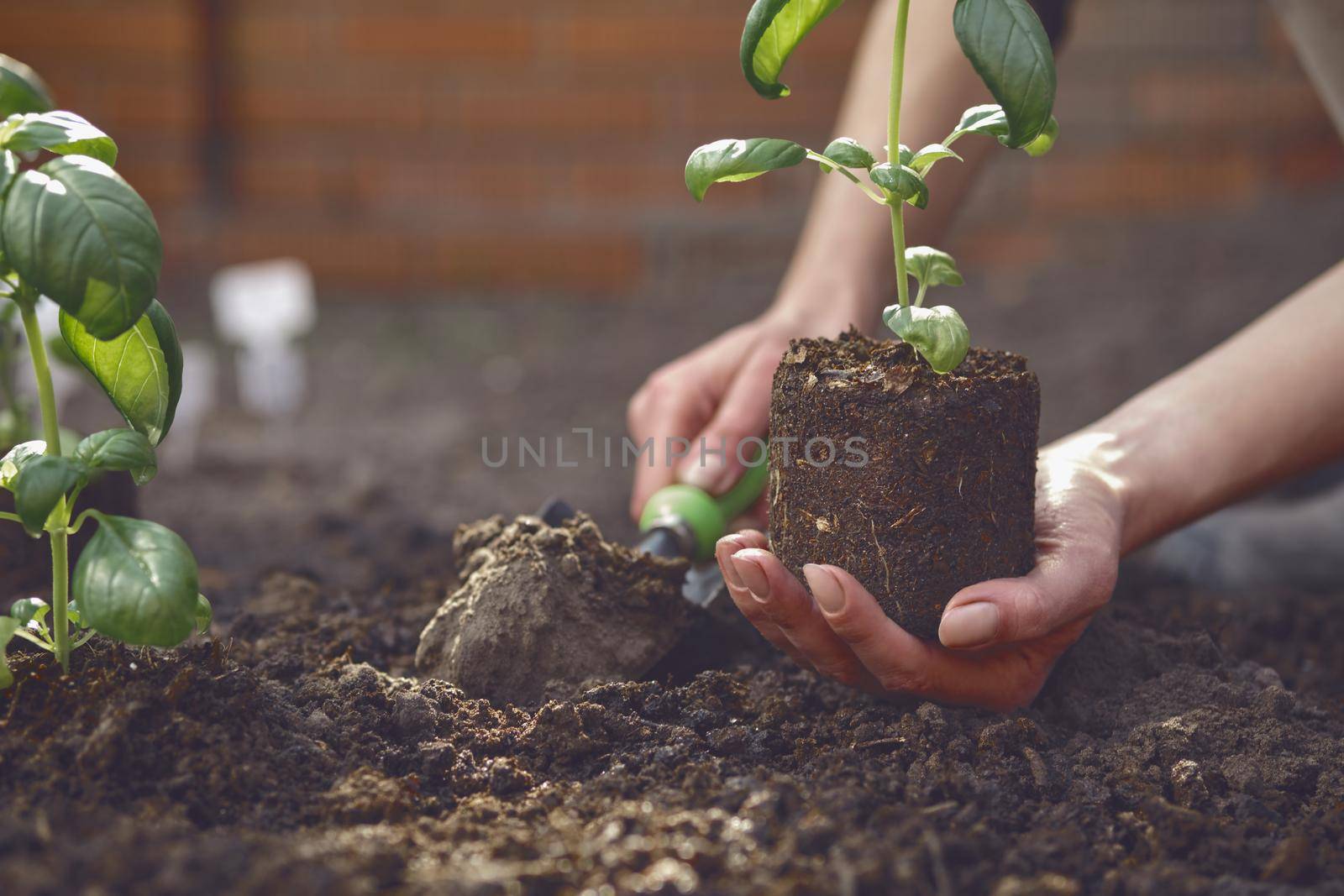 Hand of unrecognizable gardener is digging by small garden shovel and holding young green basil seedling or plant in soil. Ready for planting. Organic eco gardening concept. Sunlight, ground. Close-up