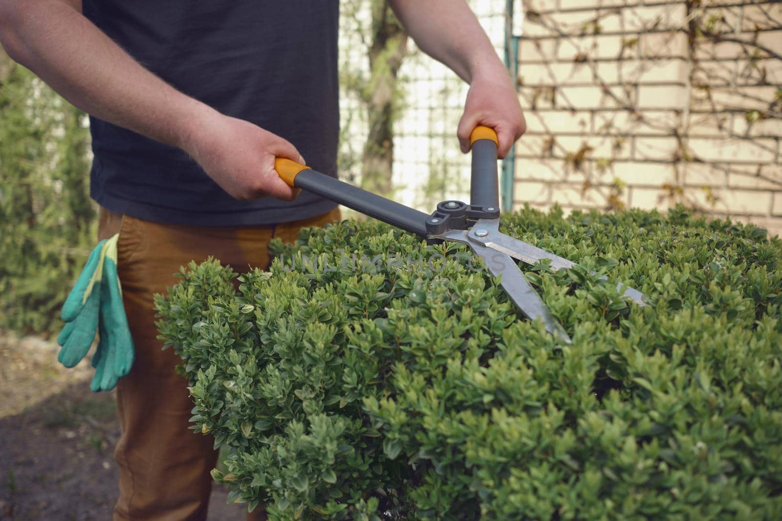 Male in casual clothes is trimming a green bush using hedge shears on his backyard. Gloves in pocket. Worker landscaping garden, clipping hedge in spring. Modern pruning tool. Sunny day. Close up