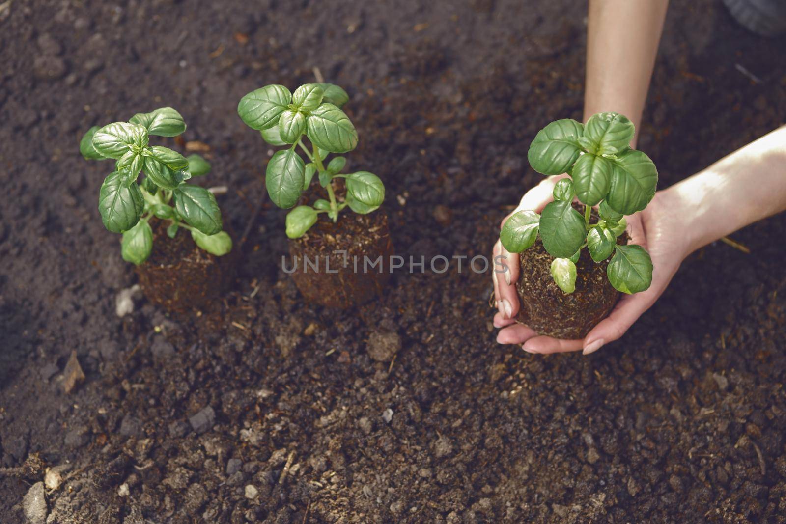 Hands of unknown female are holding green basil plant sprouting from soil. Ready for planting. Sunlight, ground. Close-up, top view by nazarovsergey