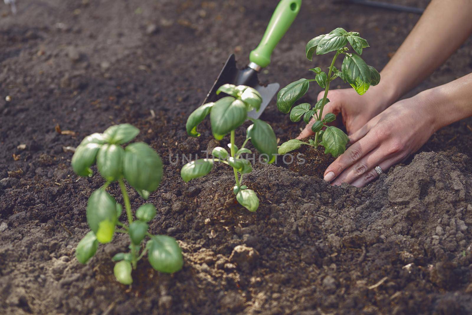 Hands of lady gardener are planting young green basil sprouts or plants in fertilized black soil. Sunlight, ground, small garden shovel. Close-up by nazarovsergey