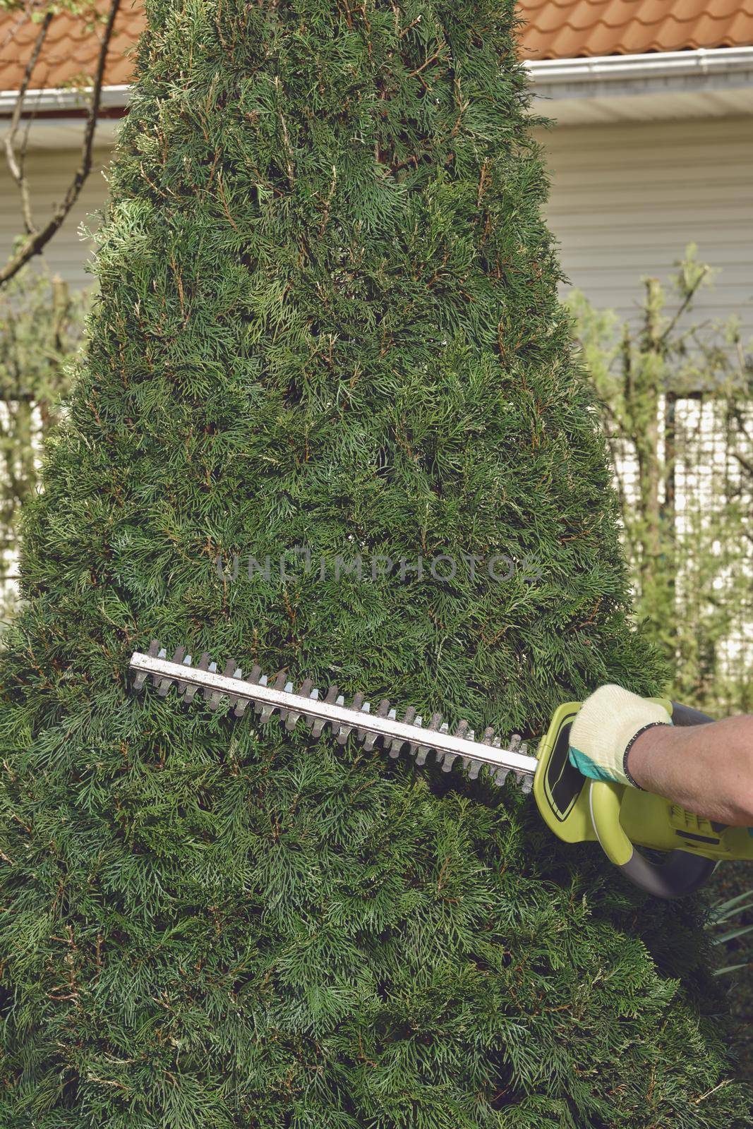 Hands of unknown man in colorful gloves are trimming the overgrown green thuja with electric hedge trimmer on backyard of his country house. Worker landscaping garden. Modern pruning tool. Close up
