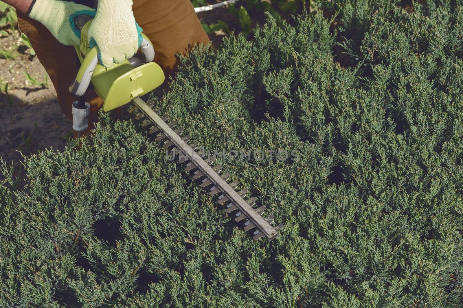 Hands of unknown gardener in colorful gloves are trimming the overgrown green shrub with electric hedge trimmer on sunny backyard. Unknown worker clipping hedge. Modern pruning tool. Close up