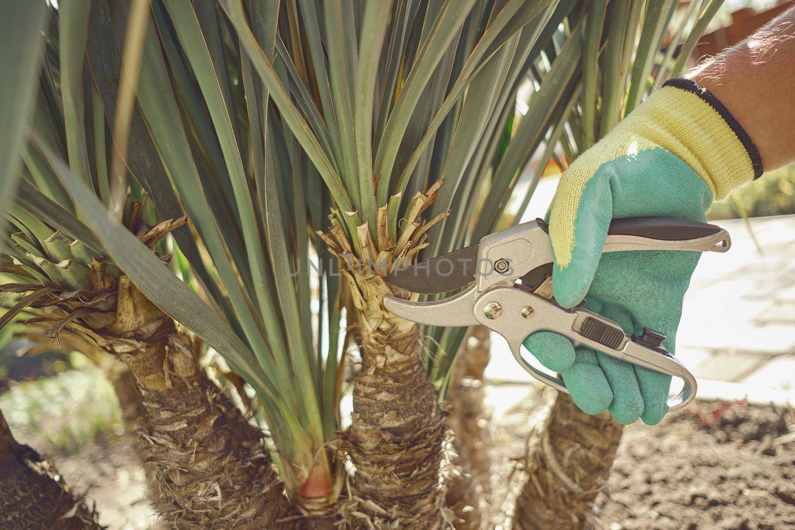 Hand of unrecognizable grower in colorful glove is clipping green yucca or small palm tree with pruning shears in sunny park. Pruning tool. Close up by nazarovsergey