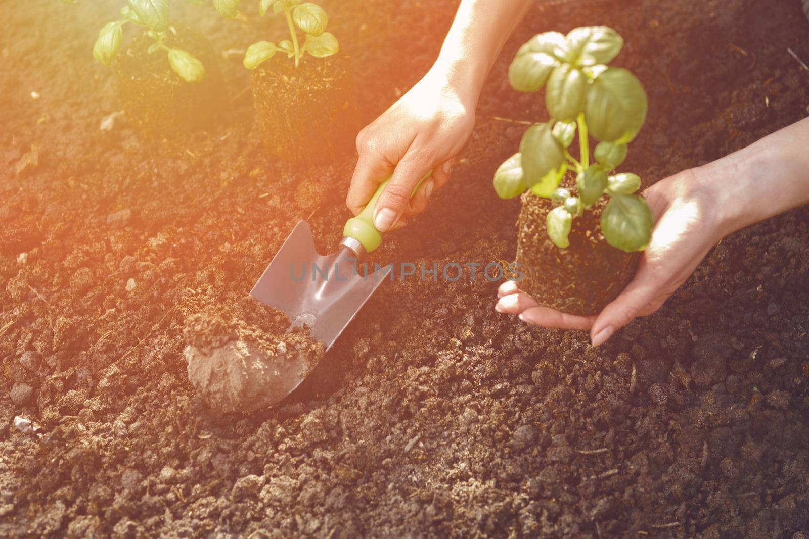 Hand of unrecognizable woman is using small garden shovel and holding young green basil sprout or plant in soil. Ready for planting. Organic eco seedling. Gardening concept. Sunlight, ground. Close-up